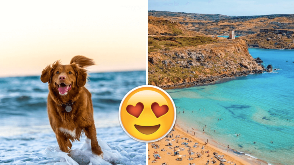 No Humans Allowed Here Are Malta S Dog Friendly Beaches To Help You Enjoy Summer With Your Pooch