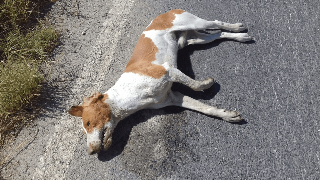 'I'm Furious!': Dog Dies In Rabat After Being Run Over On Red-Hot