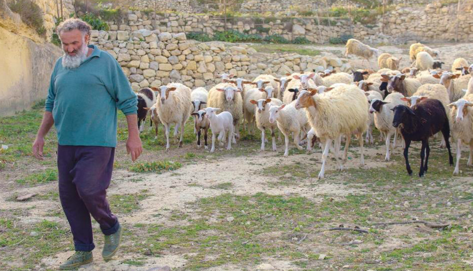 Stock Photo: Gianni Attard and his sheep farm in 2016