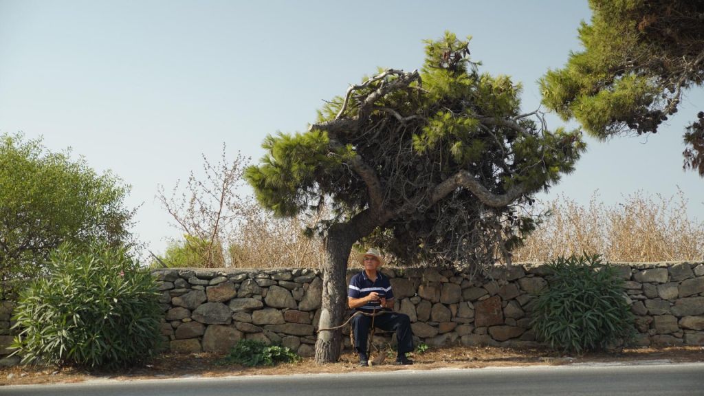 A man ties himself to a tree in protest against the Central Link project