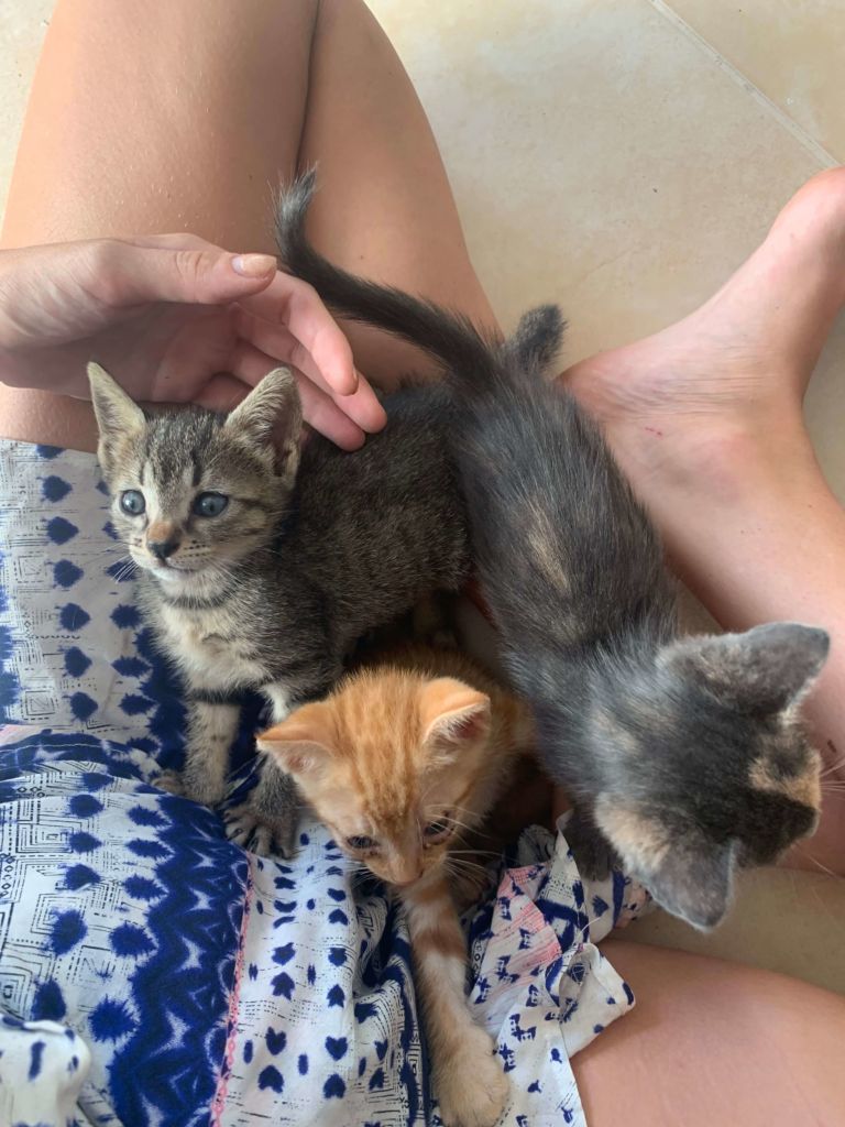 Tiffany and some of the abandoned kittens