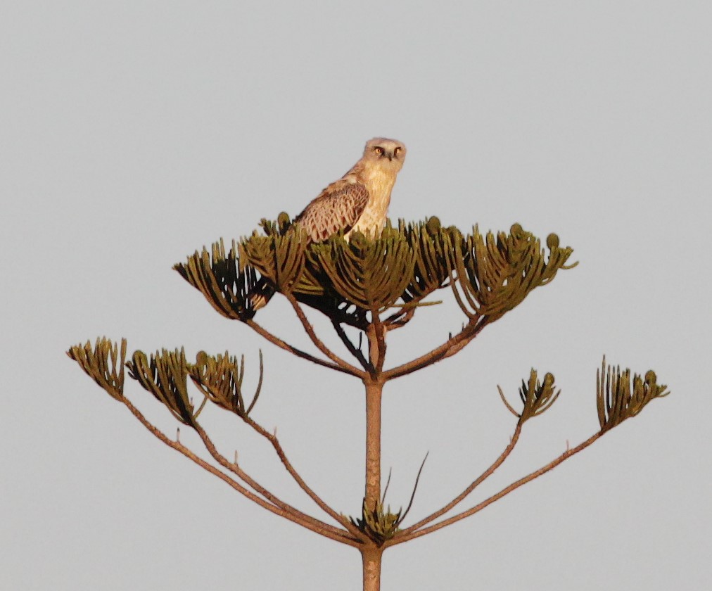 A short-toed Eagle, photo by Aron Tanti.