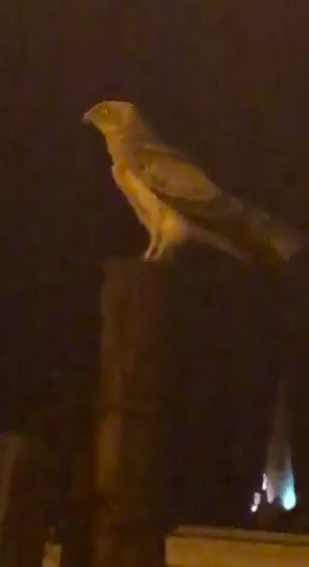 A screenshot from a video shown to Lovin Malta showing an eagle in Valletta's Grand Harbour