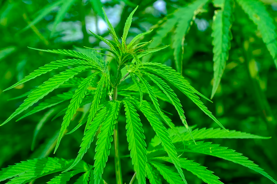 The cannabis plant.
