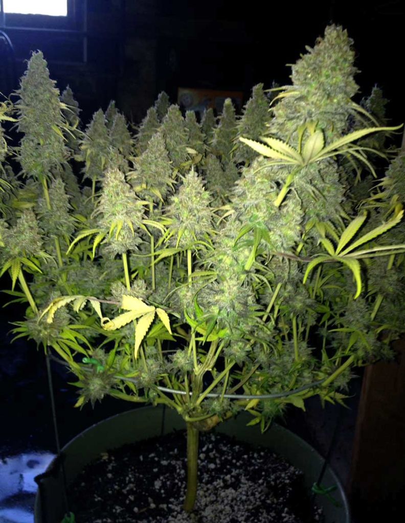 A single healthy cannabis plant. 