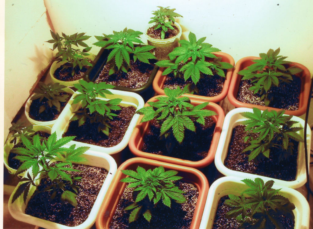 Cannabis saplings 