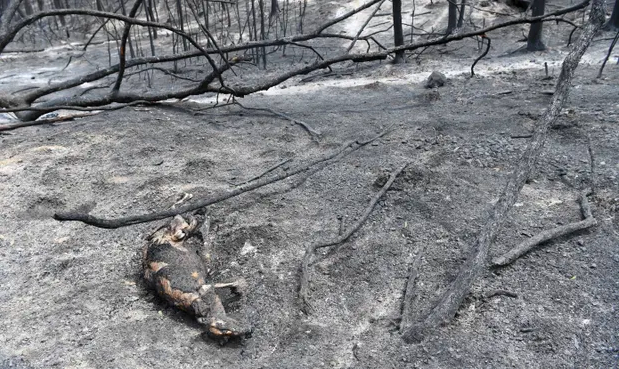  A burnt carcass of a kangaroo in Sarsfield, East Gippsland. Photograph: James Ross/EPA