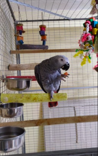 Mellow the missing parrot 