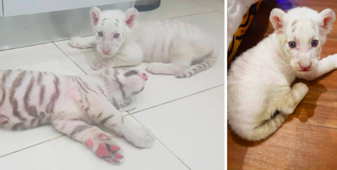 A super rare white Siberian tiger with barely any stripes, Blanca was born on 6th June 2017