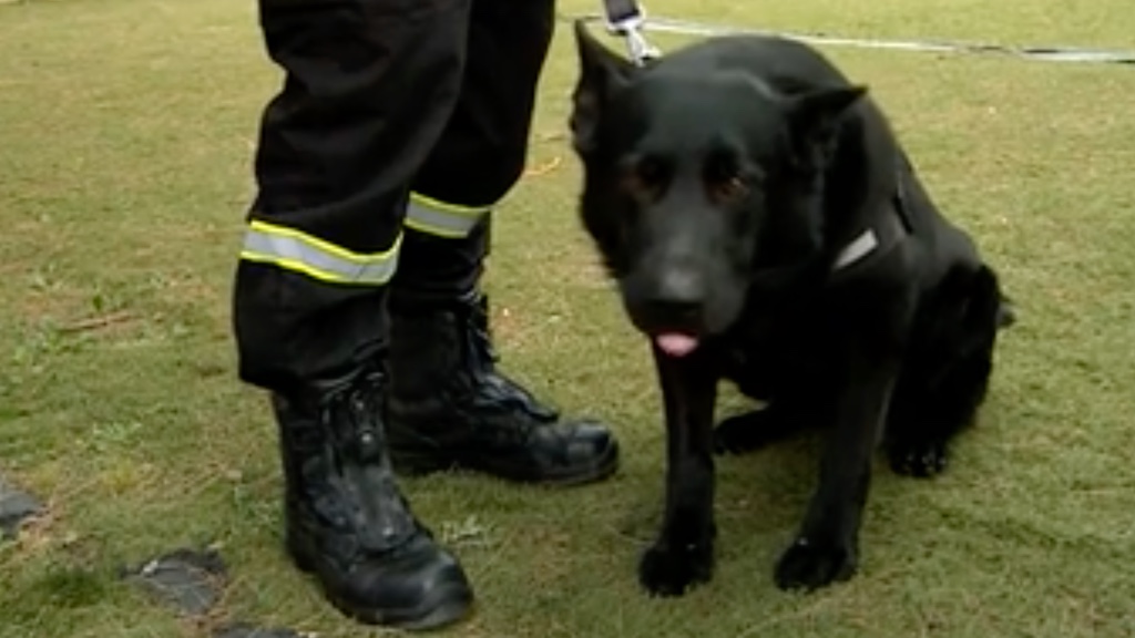 We definitely know how claims the current title for Malta's Best Doggo. Photo: Screenshot from TVM's video