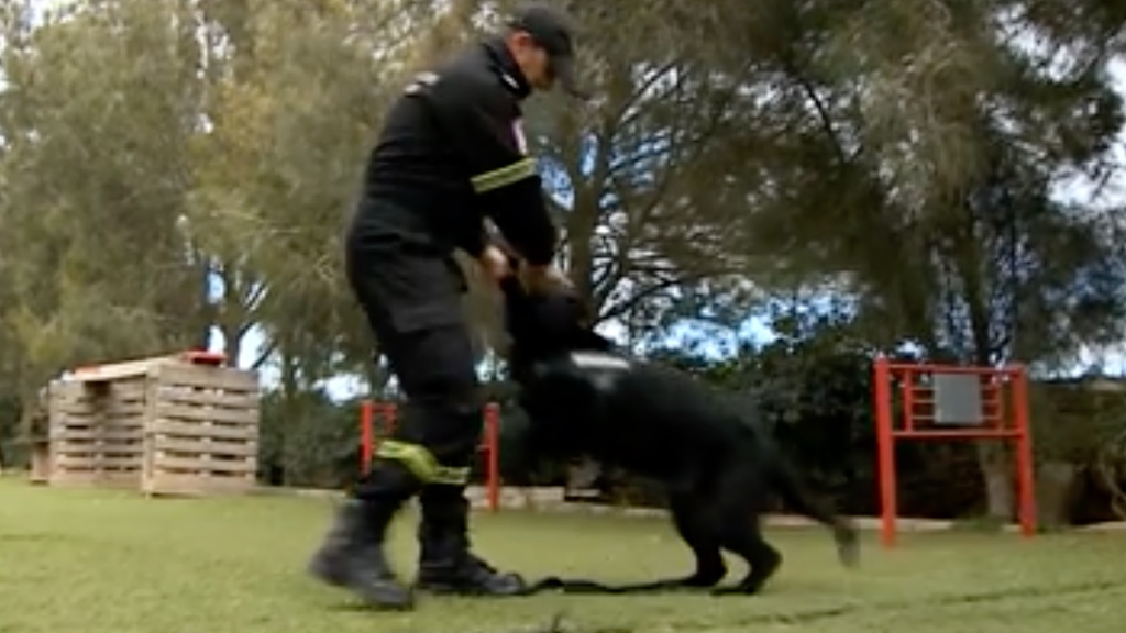 Thankfully, it looks like Zicko is already back on his paws and training again. Photo: Screenshot from TVM's video