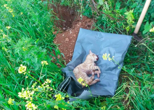 Cats are found the next morning covered in blood and dead