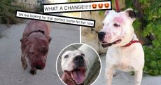 From Covered In Blood To Cuddlebug! Moira The Maltese Dog Has Made A Remarkable Recovery And Is Now Looking For A Home