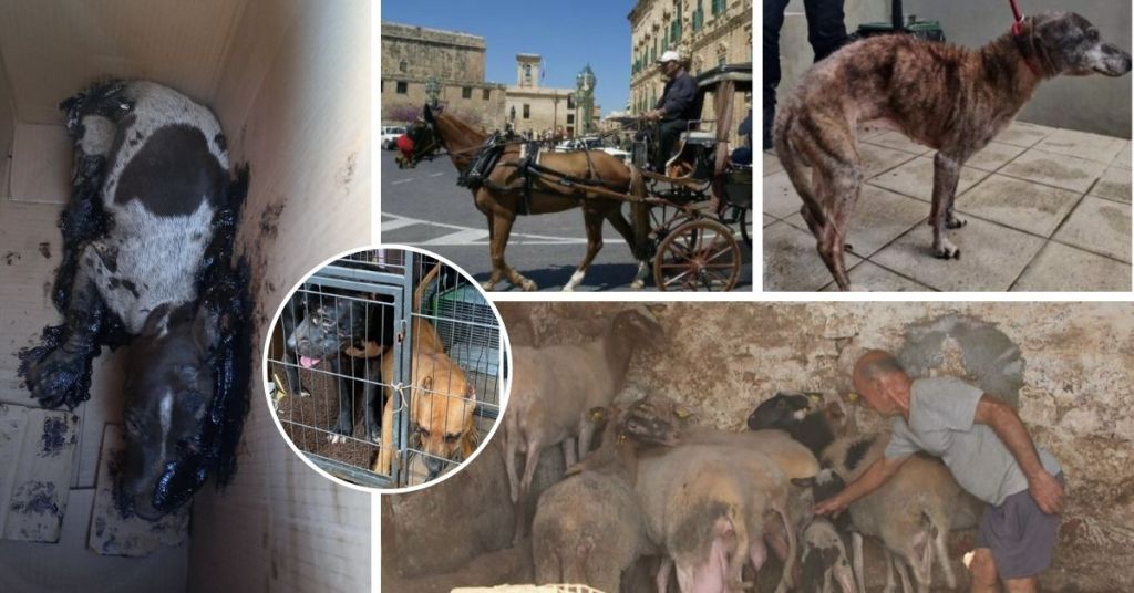 GUEST POST: When Will Malta's Animal Welfare Start Taking Its Job