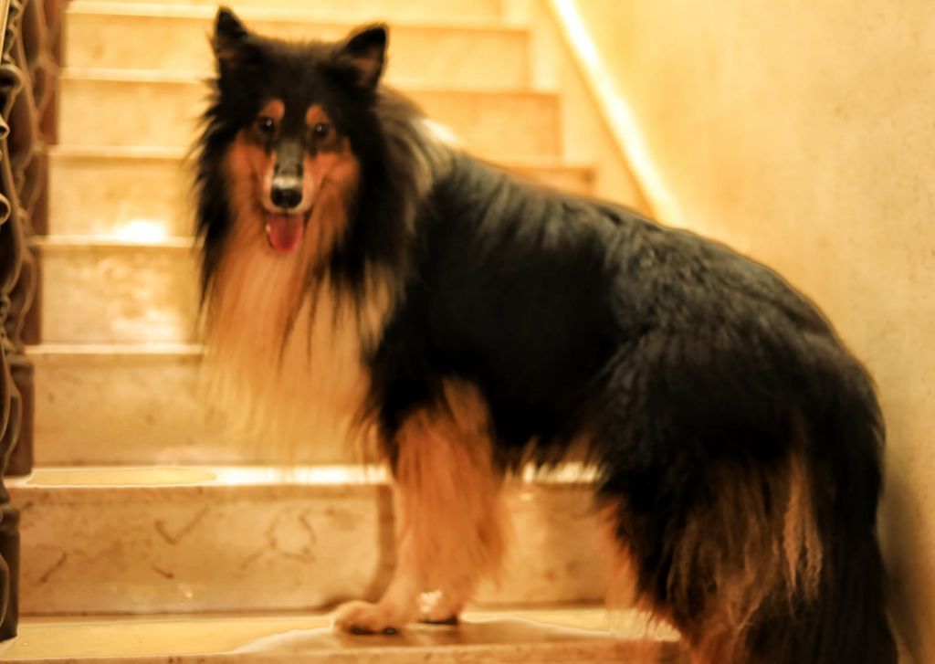 One of the 35 show dogs residing in Birżebbuġa