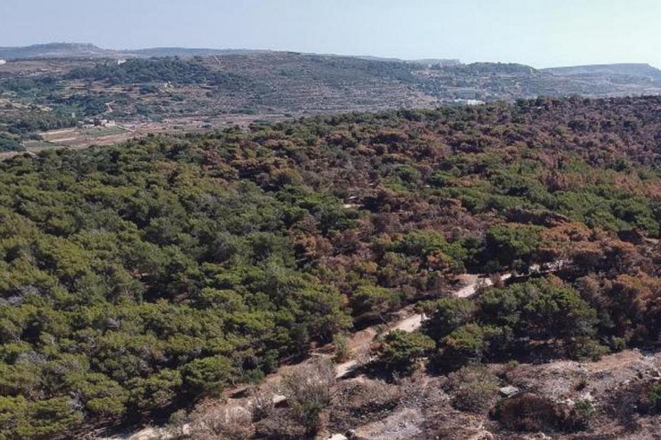 A section of the Miżieb woodlands, photo credit: Times of Malta