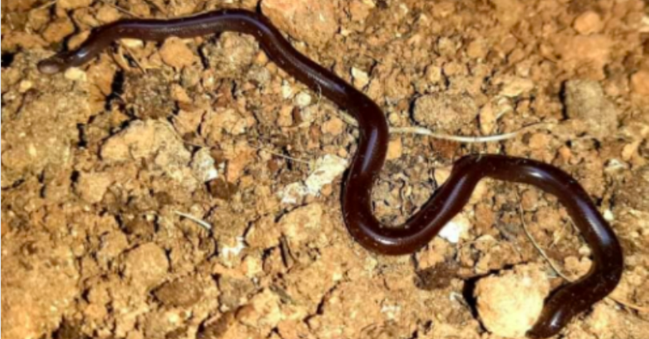 A Brahminy blindsnake discovered in Malta