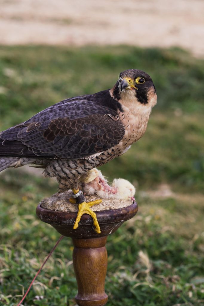 A male adult falcon named Nenu