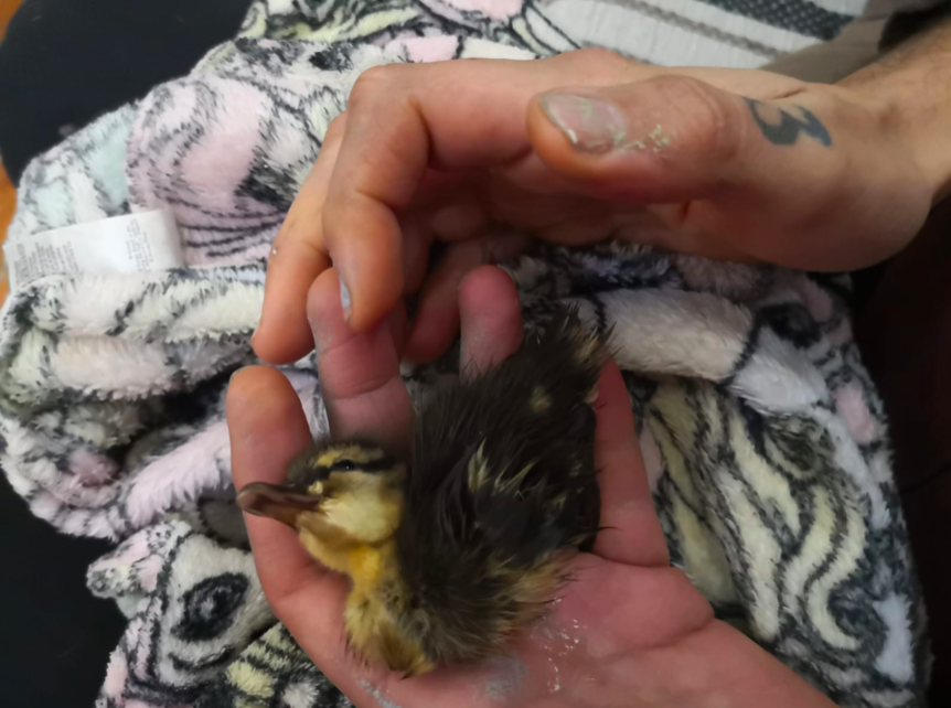 One of the ducklings died overnight