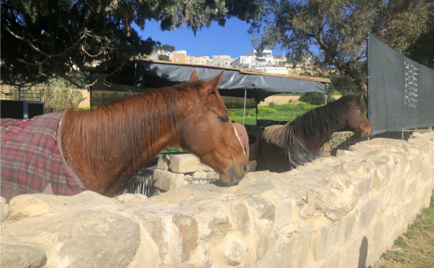 Balzan Gera adopted four horses from RMJ's Horse Rescue