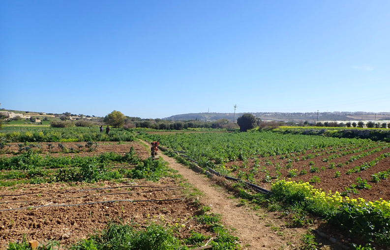 Burmarrad agricultural land is under threat from a proposed roundabout and supermarket project