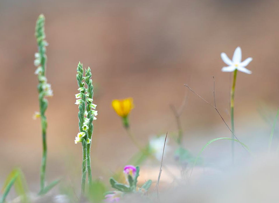 Autumn Lady’s-Tresses