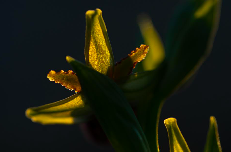 Maltese Spider Orchid