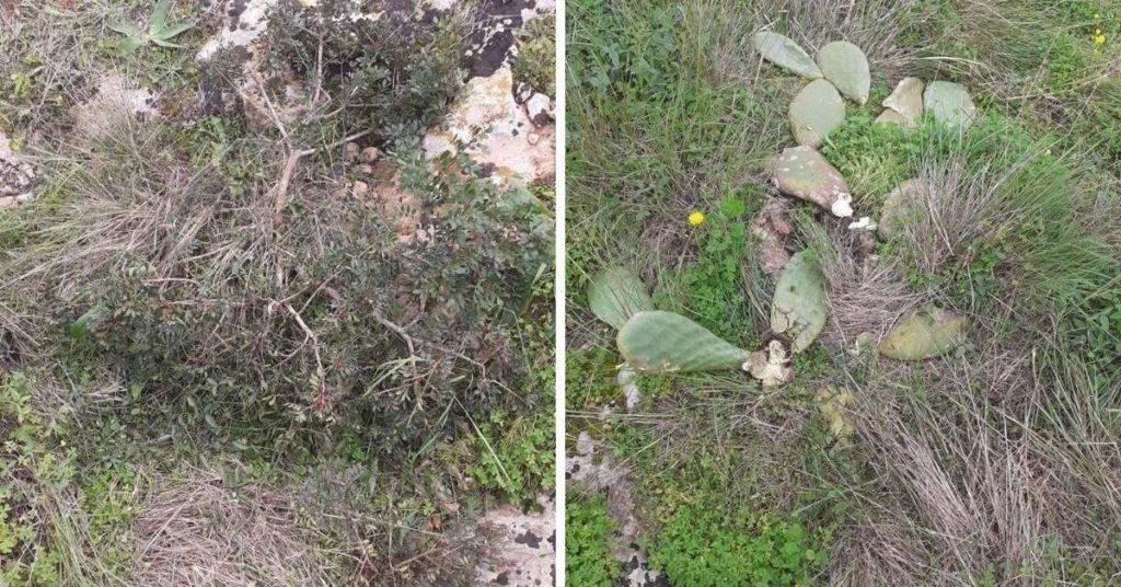 The bush and prickly pear plant