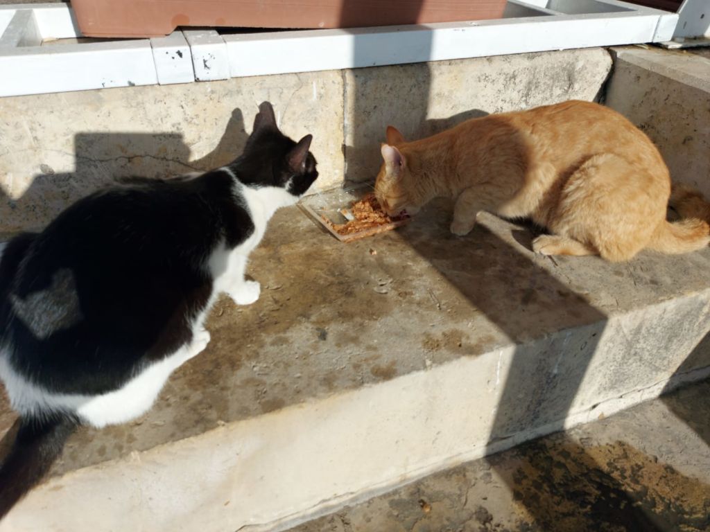 Cats feeding at Valletta Waterfront