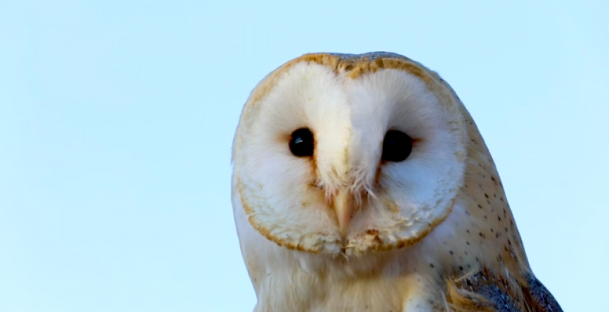 An adult barn owl 