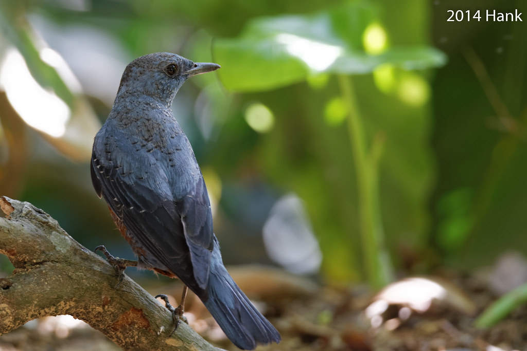 Blue Rock Thrush (Merill)