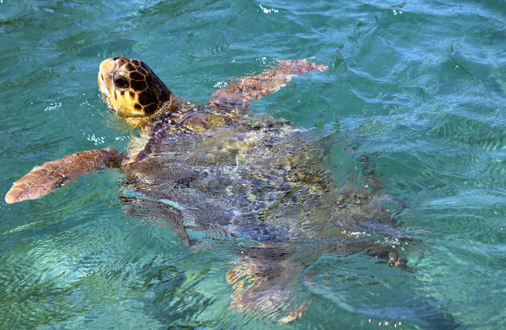 Loggerhead Turtle