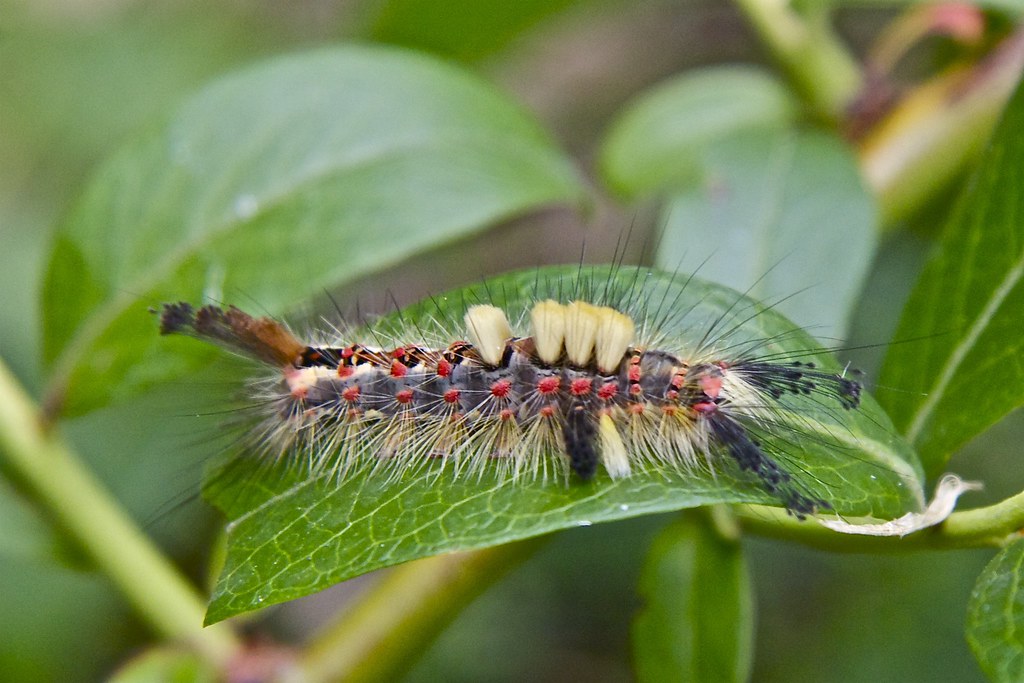 Vapourer Moth Caterpillar 