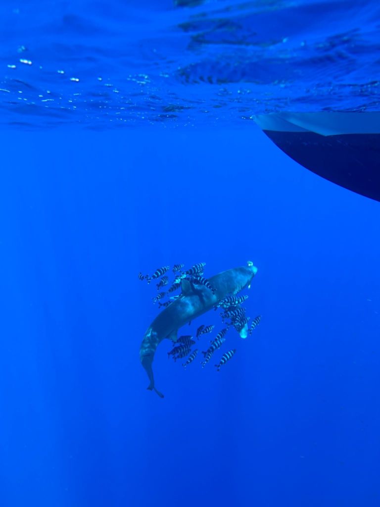 A curious blue shark