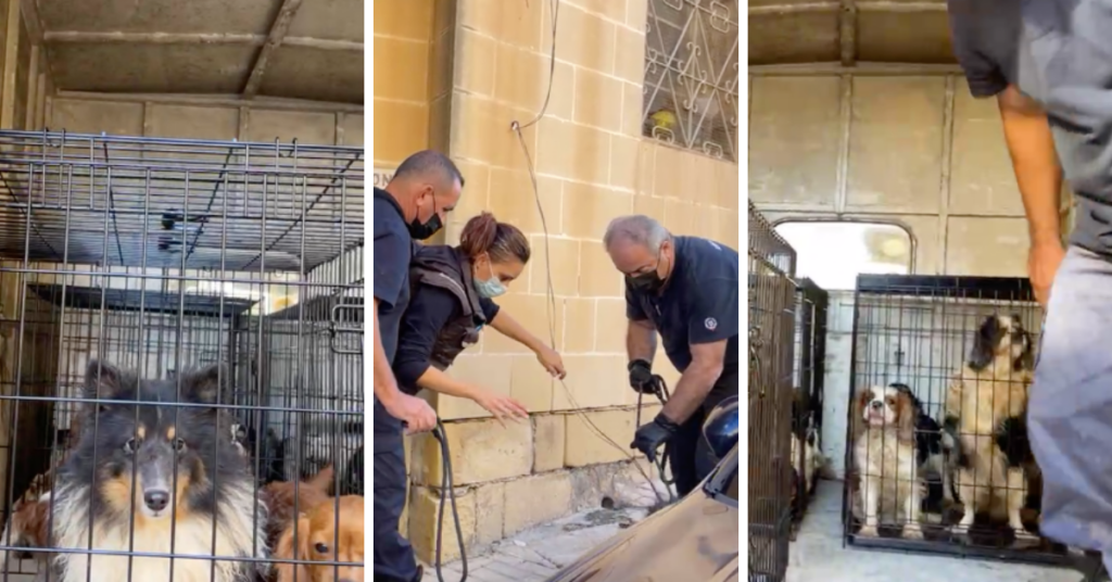 Shots from an Animal Welfare raid 