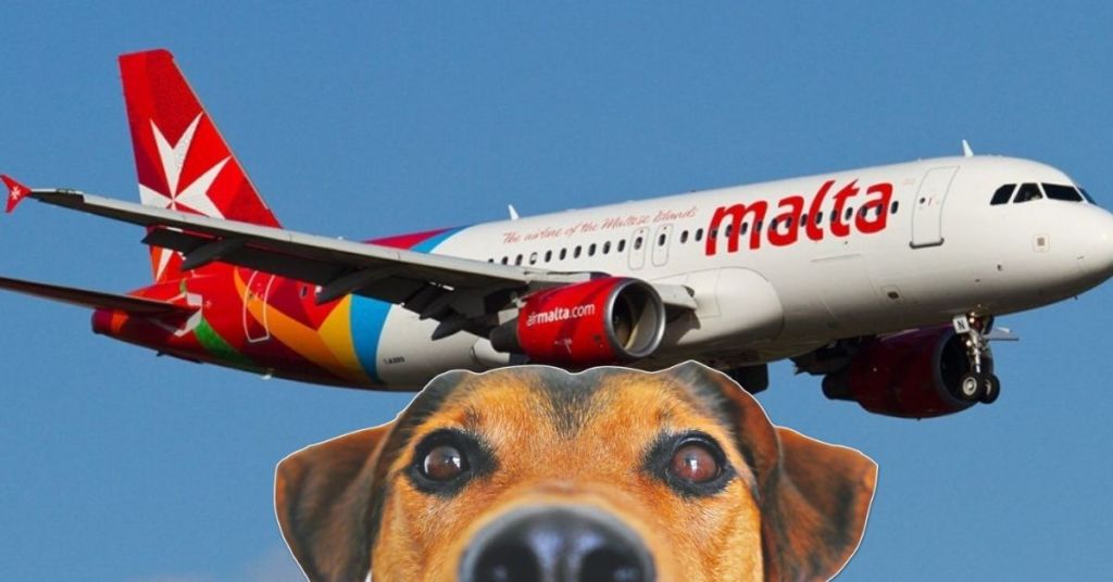 Air malta 2025 travelling with pets