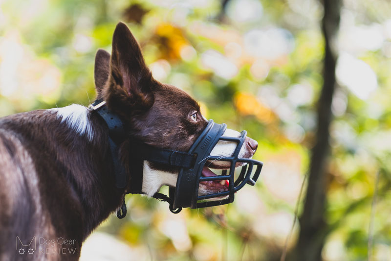 Dog with a muzzle