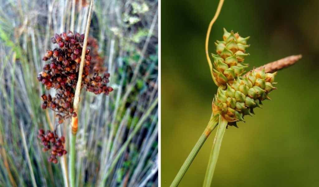 left: Sharp-Pointed Rush, right: Long-bracted Sedge 