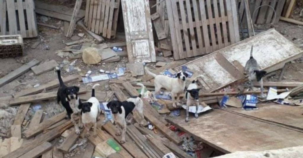 Some dogs have been seized by the directorate but a others have been left behind