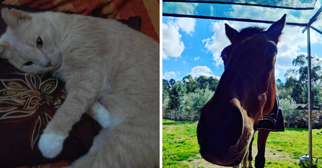 Oscar the cat (left) from Rachel Byers, and one lucky adopted horse, from Rebecca Spiteri