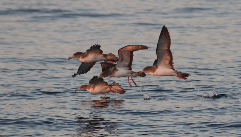 Aron Tanti, BirdLife Malta