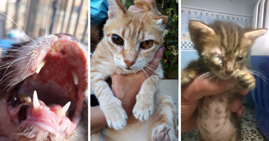 Injured cats rescued and taken care of by feeders