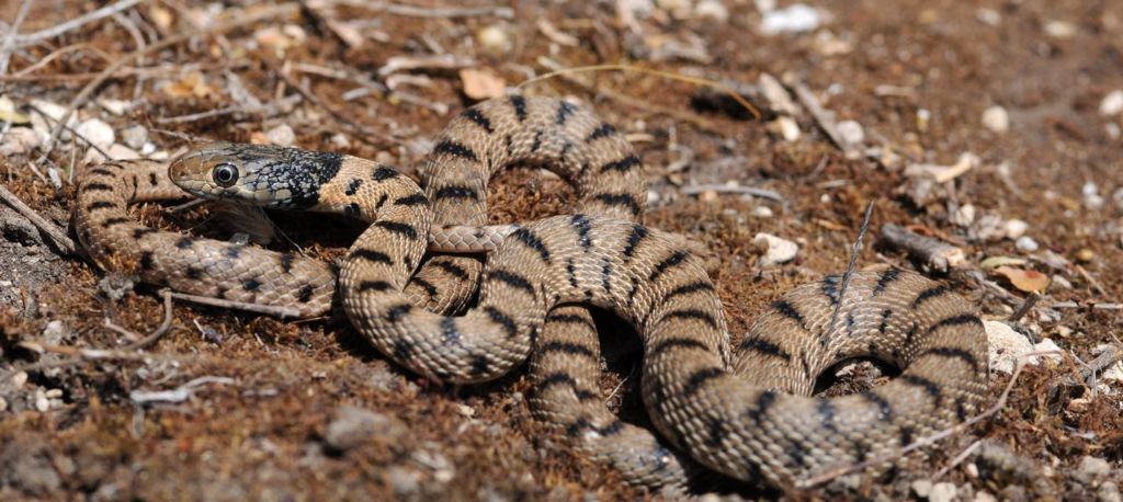 Algerian whip snake 