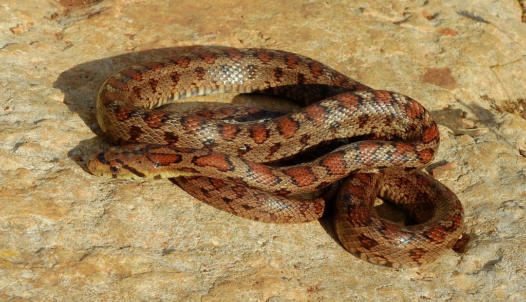 Leopard snake 