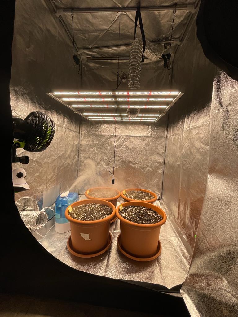 Antoine's grow room at the start of the cultivation process