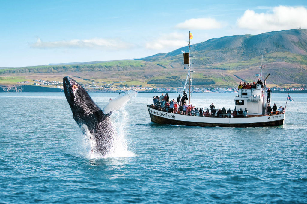 Whale watching tours in Húsavík (Source: North Sailing)
