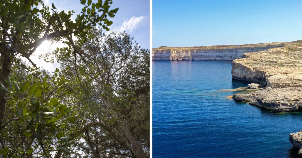 Carob Trees, Dwejra Cliffs