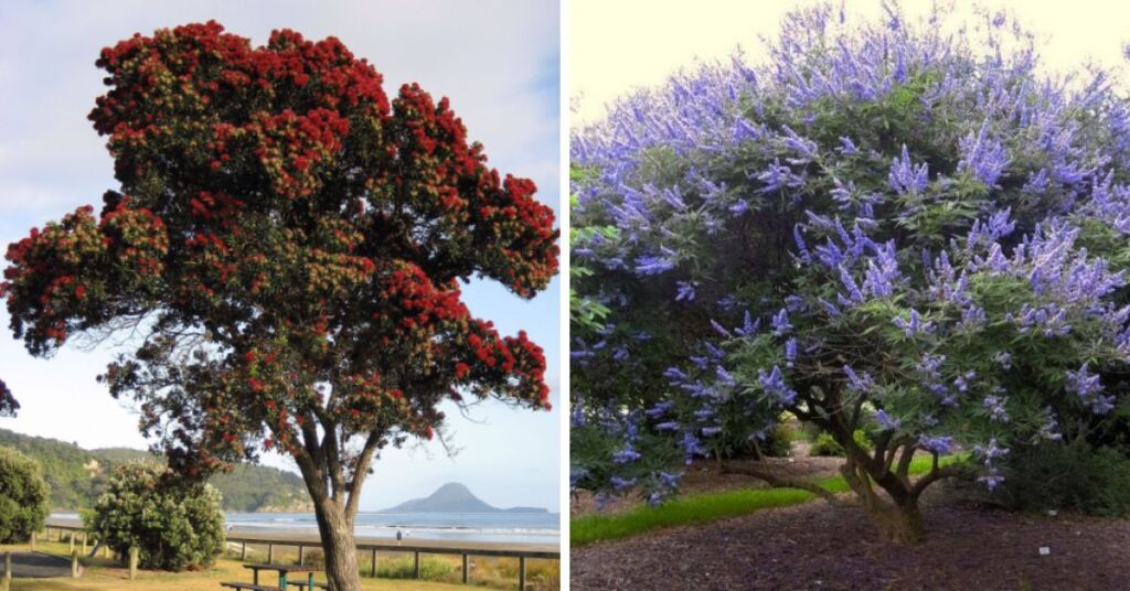 Healthy, fully grown Tamarisk (left) and Chaste (right) trees