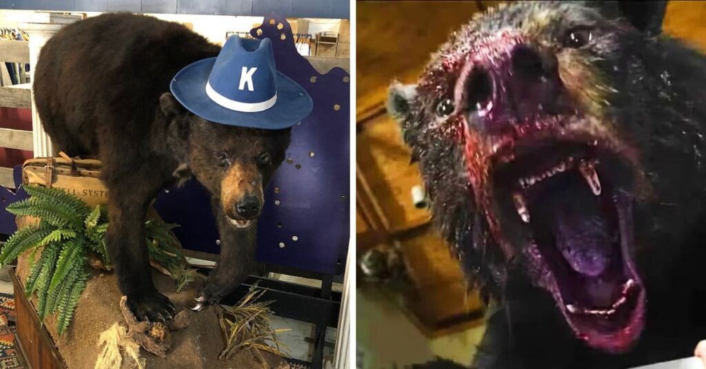 The actual, stuffed cocaine bear (left) on display in Lexington, Kentucky vs Hollywood's less generous interpretation 
